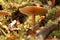 Amanita mushroom, shot from below, white plates and a leg are visible, among moss and branches in the forest
