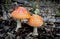 Amanita Mushrooms