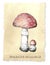 Amanita mushrooms.