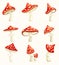 Amanita mushrooms set. Poisonous toadstool fly agaric cartoon vector illustration