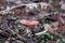 Amanita Muskari - red poisonous mushroom with red dots in a natural european forest environment full of grass, moss and pines. Fly