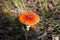 Amanita with an orange hat and green grass in the woods in autumn under the sunlight