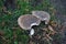 Amanita pantherina fungus grows in September. Berlin, Germany