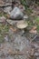 Amanita pantherina (highly poisonous)