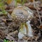 Amanita pantherina mushroom