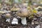 Amanita pantherina mushroom