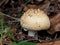 Amanita pantherina Mushroom