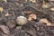 Amanita pantherina, small poisonous mushroom with domed cap with