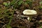 Amanita phalloides.