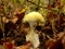 Amanita phalloides