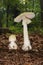 Amanita phalloides fungus