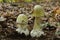 Amanita phalloides fungus