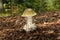 Amanita phalloides fungus