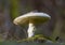 Amanita Phalloides fungus, poisonous subject in wild mountain close up on a rainy day