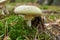 Amanita phalloides known as the death cap, deadly poisonous bas