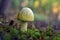 Amanita phalloides mushroom