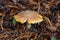 Amanita among pine needles and pine cones in the forest near the Talc quarry stone in Sverdlovsk region