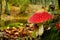 Amanita poisonous mushroom