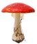 Amanita poisonous mushroom, isolated