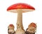 Amanita poisonous mushroom, isolated