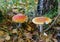 Amanita poisonous mushroom Two spotted toadstools Fly Agaric, red and white
