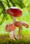 Amanita poisonous mushrooms