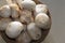 Amanita ponderosa mushroom of creamy white color with rusty tones, peeled for cooking, good edible, typical of the southwest of