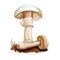 Amanita ravenelii or pinecone Lepidella mushroom closeup digital art illustration. Boletus has whitich cap, ring and