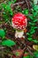 Amanita Red Fly Agaric mushroom forest green grass one autumn