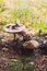 Amanita regalis, Brown Fly Agaric mushroom