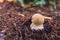 Amanita regalis, Brown Fly Agaric mushroom