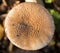 Amanita regalis detailed top view