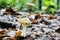 Amanita regalis mushroom royal fly agaric in the forest