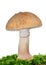 Amanita rubescens