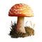 Amanita rubrovolvata or red volva mushroom closeup digital art illustration. Boletus has reddish orange cap with ring