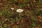 Amanita toadstool Forest mushrooms nature