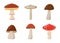 Amanita Toadstool Porcini Suillus Shiitake mushroom. Edible Organic mushrooms. Forest wild mushrooms types