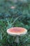 An amanita toadstool stands in a clearing in the woods