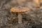 Amanita toxic mushroom growing on the ground
