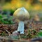 Amanita vaginata mushroom