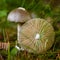 Amanita vaginata mushroom