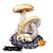 Amanita velosa mushroom closeup digital art illustration. Clipart vegetable growing from ground in autumn season, fungus