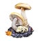 Amanita velosa mushroom closeup digital art illustration. Clipart vegetable growing from ground in autumn season, fungus with leaf