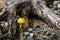 Amanita verna mushrooms in the forest Canada