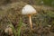 Amanita virosa. destroying angel is deadly poisonous basidiomycete fungus. White mushroom, natural environment background.