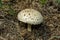 Amanita vittadinii Latin: Saproamanita vittadinii mushroom. The mushroom was given a specific name in honor of the doctor and