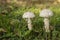 Amanita vittadinii mushroom