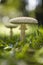 Amanita vittadinii mushroom