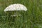 Amanita vittadinii mushroom
