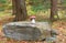 Amanita wood mushroom on  large stone in autumn park